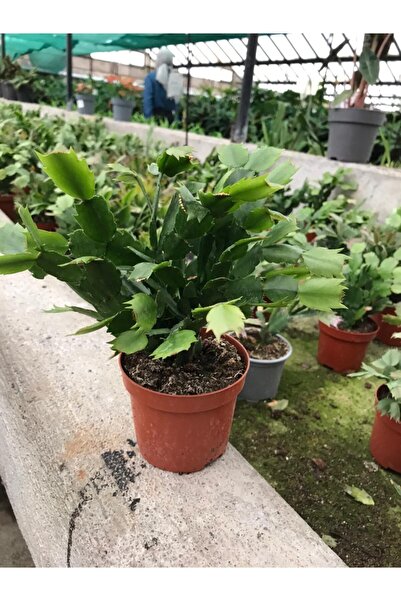 Nüda Collection Schlumbergera 'purple'  Kaktüs  Yılbaşı Çiçeği