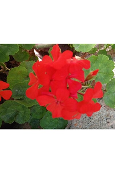 ATABEY ÇİÇEK Kırmızı Açan Sardunya Çiçeği Pelargonium Grandiflorum