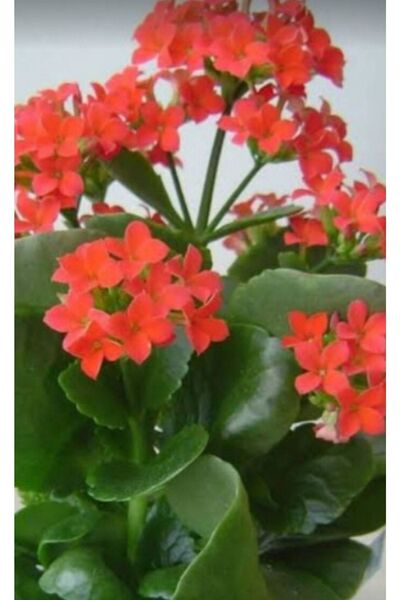 ATABEY ÇİÇEK Kırmızı Açan Kalanşo Çiçeği