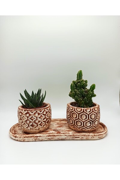 Home 3'lü Desenli Sukulent ve Kaktüs Saksı Seti