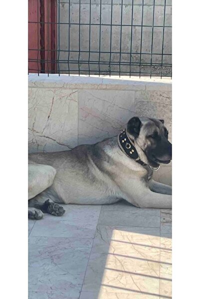 Sürmeli Tasma Kangal Köpek Tasması Geniş Hakiki Manda Derisi