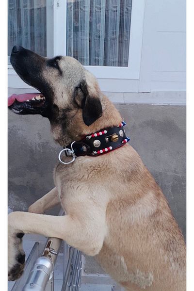 Sürmeli Tasma Wide Kangal Dog Collar with Bell Genuine Buffalo Leather