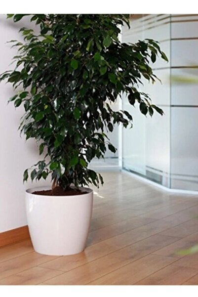 SERİNOVA Rüzgar Yapay Çiçekçilik Serinova Yakut Saksı 0,68 litre