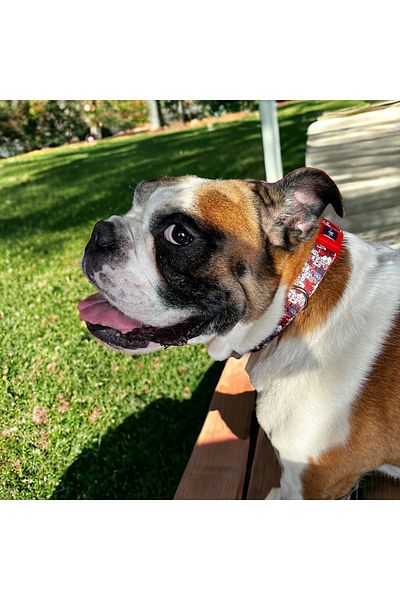 PAWLOOK Dog Walking and Neck Collar Set - Paws Set of Two