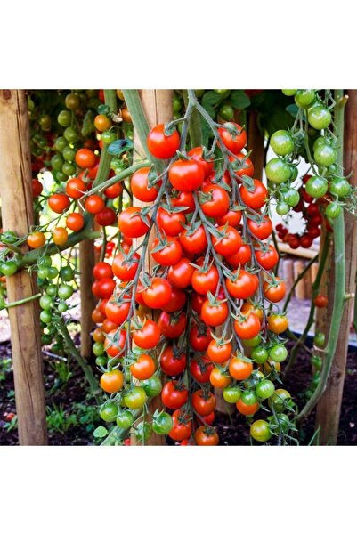 KıtayGroup Çeri Domates Tohumu 100 Adet