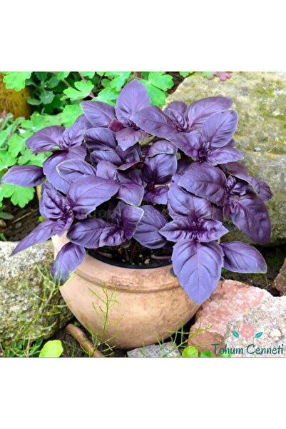 KıtayGroup Mor Reyhan Tohumu 100 Adet