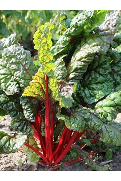 KıtayGroup Pazı Tohumu 3 gram