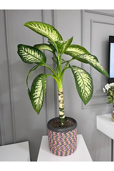 BEVEZ HOME Hasır Saksılık, Çok Amaçlı Hasır Sepet, Bahçe Düzenleyici