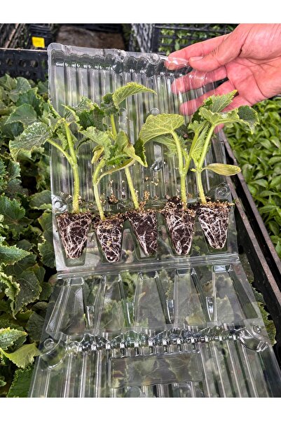 AAC TARIM Saksı yetiştiriciliği için uygun salatalık fidesi 10 adet