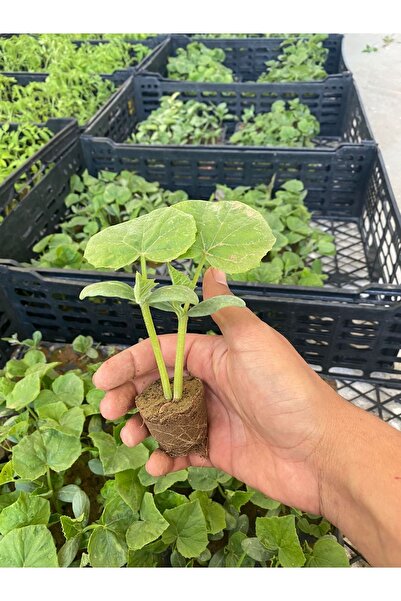 AAC TARIM 5 çıtır salatalık bol verimli