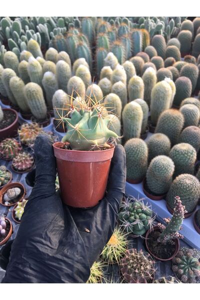 BAYRAKTAR PEYZAJ Ferocactus Electracanthus 5.5 cm saksılı kaktüs