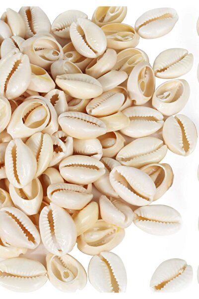 Bi hızlı Doğal Deniz Kabuğu ( 25 Adet )