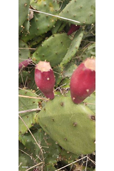 Genel Markalar Dikenli Incir 3 Adet Saksısız Çelik Hint Inciri Kaynana Dili F...