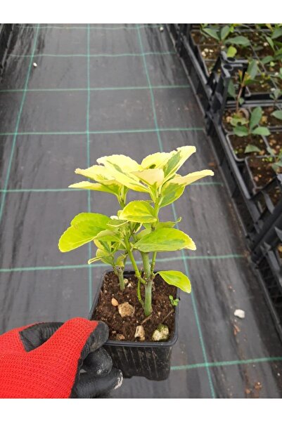 AnkaBahçe 10 Adet Altuni Taflan Çit Bitkisi 20cm- Potlarda