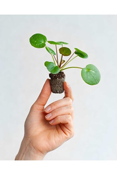 GoldLotus Mini Saksıda Pilea Peperomioides (ÇİN PARA AĞACI)