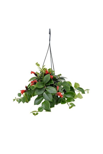 SENA BOTANİK VE ÇİÇEK Askılı Saksıda Ruj Çiçeği Aeschynanthus Sarmaşığı 19 Cm...