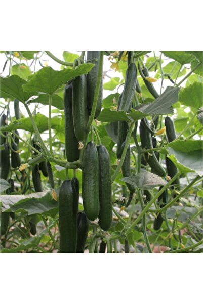 Fide Dünyası Sırık Salatalık Fidesi 10'lu Ambalaj