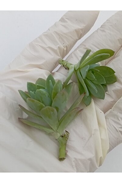 bahçehobisi Sedum Palmeri Sukulent ( 2 Adet Köksüz Fide)