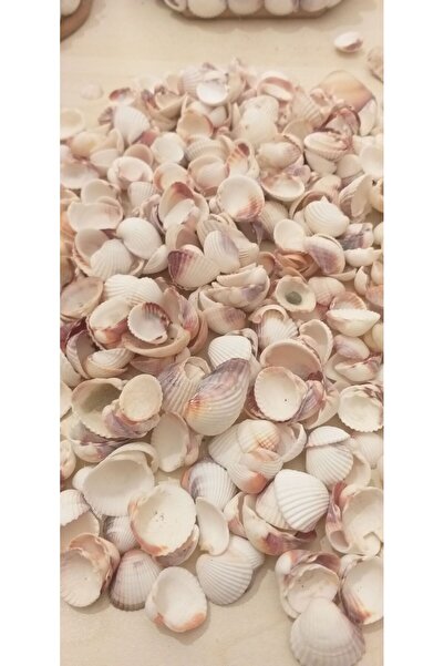 mg-sea Deniz kabuğu 100 gr