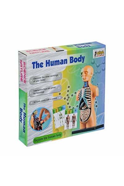 Genel Markalar The Human Body Insan Vücudu 3d Eğitim Seti 3305