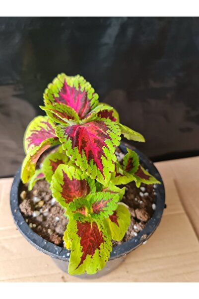 YAĞMUR FİDANCILIK Yaprağı Güzel Çiçeği 25-30 cm buyunda