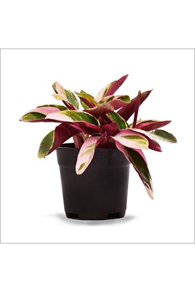 BahçemizBurada Kalatya Triostar - Dua Çiçeği (20-30 Cm)