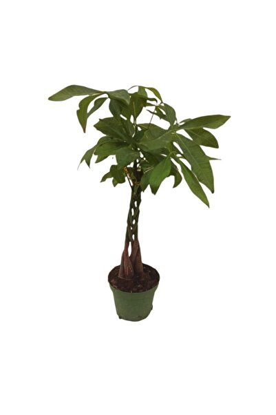 GoldLotus Pachira Para Ağacı 30 Cm