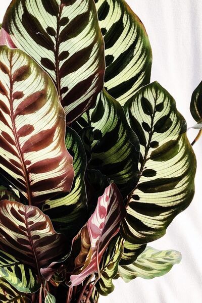 Cemre Garden Calathea Makoyana - Tavus Kuşu Dua Çiçeği Xl - Ev Ofis Salon Iç Mekan Bitkisi - 50 Cm