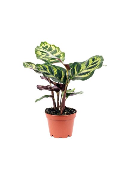 Cemre Garden Calathea Makoyana - Tavus Kuşu Dua Çiçeği Mini - Ev Ofis Salon I...