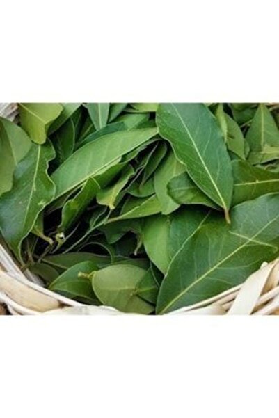 yeni Defne Yaprağı 50 gr %100 Doğal