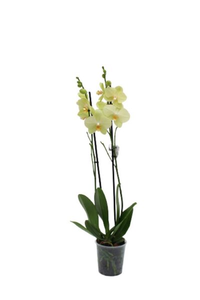 AKDOĞA Phalaenopsis Orkide  60-80cm Çift Dallı İthal Soft Sarı Ev Ofis Dekoru...