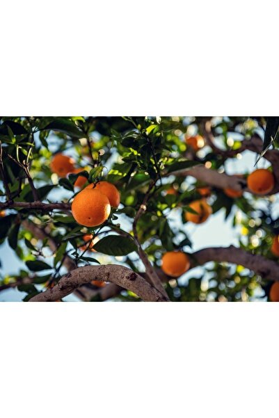 SabihaAna Sabiha Ana El Yapımı Doğal Organik Turunç Reçeli