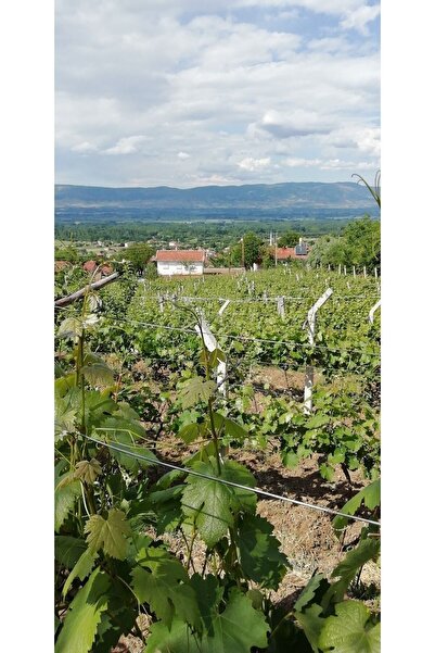 Silver's Naturals Tokat Salamura Bağ Yaprağı Ince Damarsız (DİREK SARIP PİŞİRİLİR)- 5kg'lık Bidon (İADE GARANTİLİDİR)