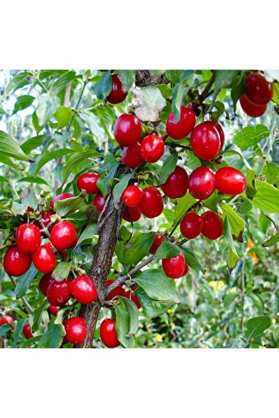Tube Local Anatolian Cranberry Seedling- 3 pcs
