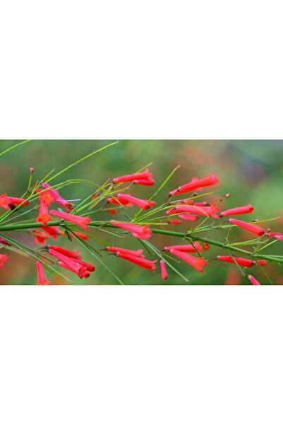 körfezgardens Vip Ürün Mercan Çiçeği( Güneşe Aşık Mercan Fidanı) 50 Cm Extra Dolgun Çiçekli