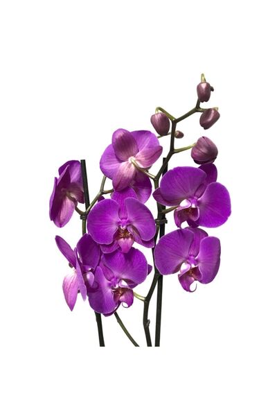 Betonish Phalaenopsis 'paars' (MOR ORKİDE)