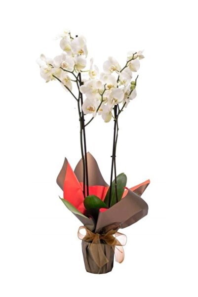 AKDOĞA Phalaenopsis Orkide 60-80 cm Çift Dallı İthal Beyaz Ev Ofis Dekoru Hed...