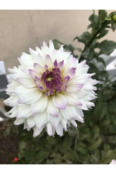 KAMONDO TOHUM 2 Adet Beyaz-mor Uçlu Dev Dahlia Çiçek Soğanı Kokulu