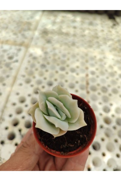 FİDEİSTE Echeveria lovely rose