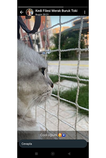 Kedi filesi