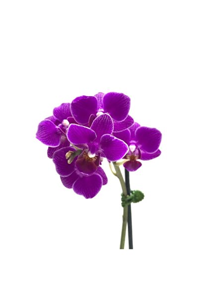 Betonish Phalaenopsis 'paars' (MOR ORKİDE)