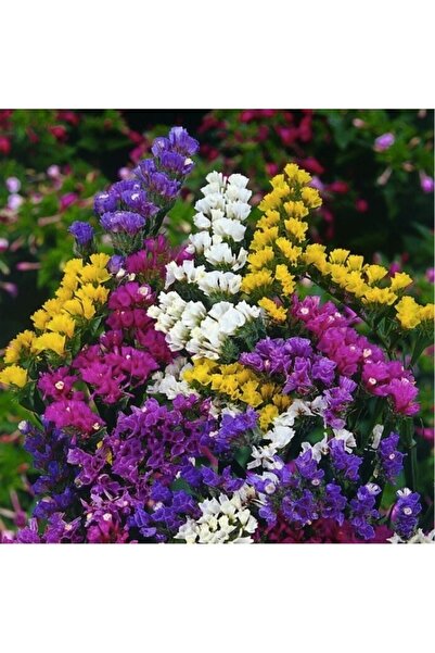 Tohum Dünyası 30 Adet Limonium- Deniz Lavantasıtohumu- Rengarenk Kokulu Çiçekler