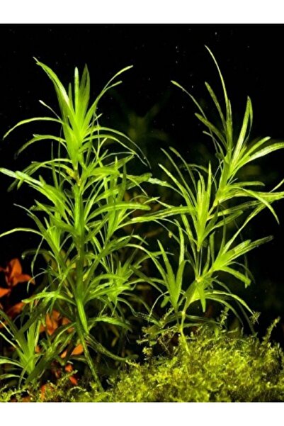 Akvaryumhane Lepistes Otu 1 Öbek, Akvaryum Bitkisi,yavru Saklanması Için Kum Gerekmeyen Canlı Bitki
