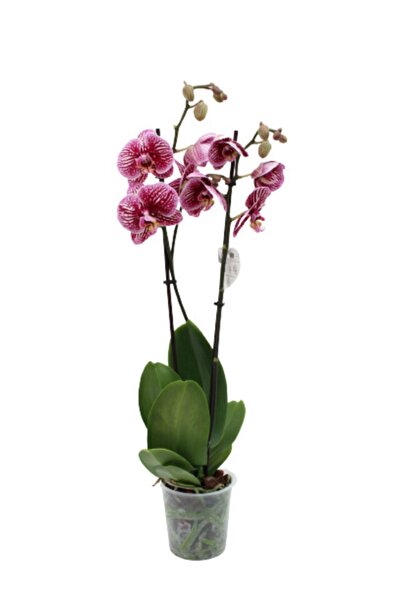 AKDOĞA Phalaenopsis Orkide 60-80cm Çift Dallı Ithal Dark Benekli Ev Ofis Dekoru Hediyesi