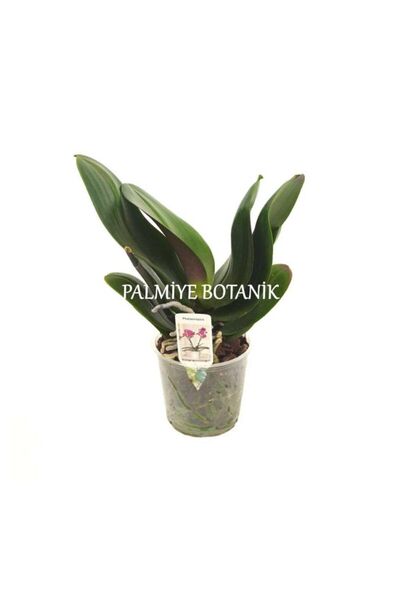 Palmiye Çiçeksiz Orkide Fidesi (12 CM SAKSIDA)