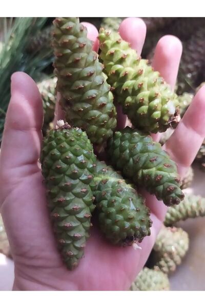 yöresel Kara Çam Kozalak Şurubu odun Ateşinde Ev Yapımı Şekersiz 425ml