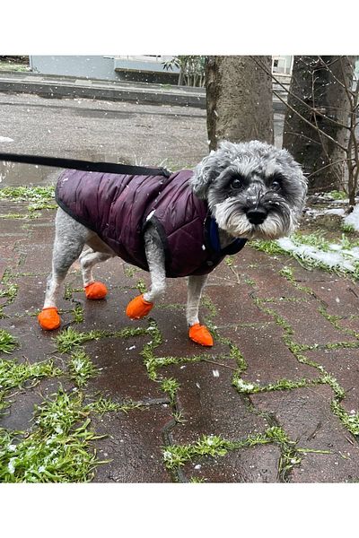 Alphadog أحذية Walkies Dog Shoes الجرموق