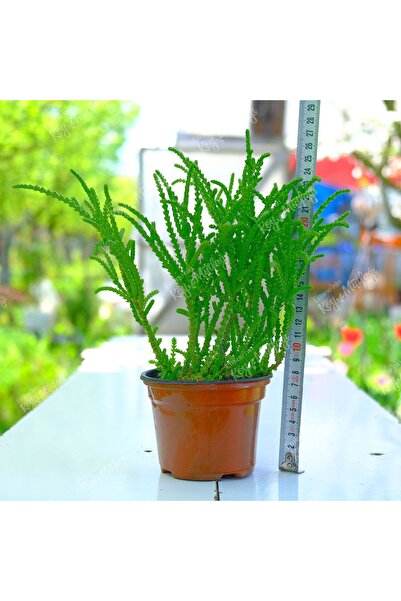 Eminenin Köy Mutfağı Yetişkin Boy Prenses Çamı - Crassula Muscosa Sukulent