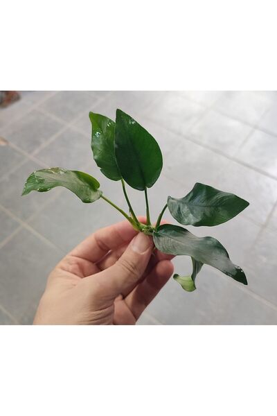 Marimo Scape Anubias nana