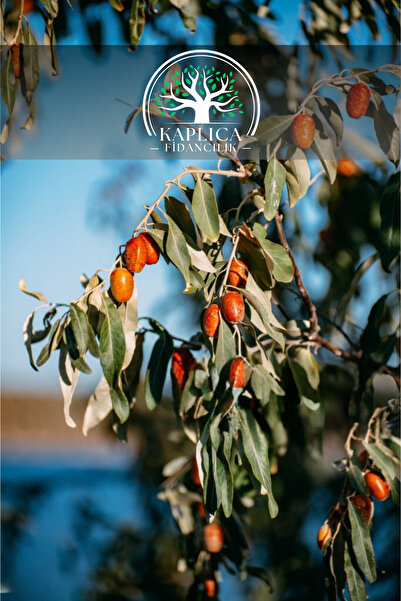 KAPLICA FİDANCILIK Tüplü Kokulu Iğde Fidanı 3 Yaş